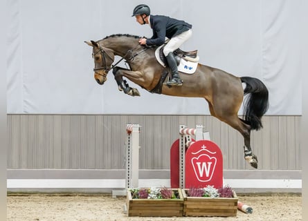 Westphalian, Mare, 6 years, 16,1 hh, Brown