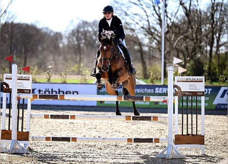 Westphalian, Mare, 6 years, 16,1 hh, Brown