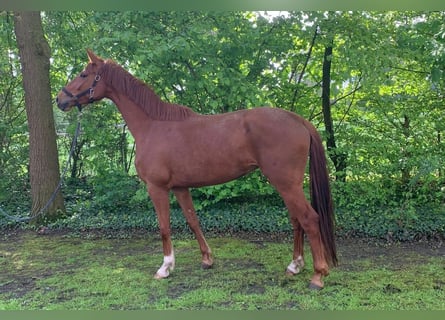 Westphalian, Mare, 6 years, 16,2 hh, Chestnut-Red