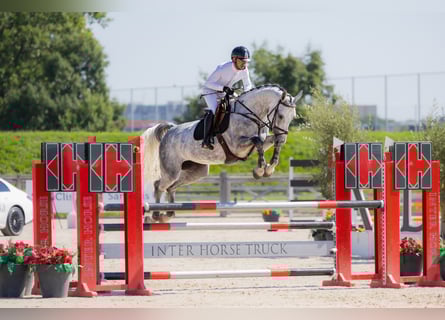 Westphalian, Mare, 6 years, 16,3 hh, Grey
