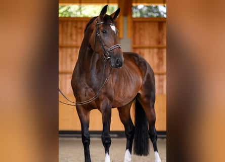 Westphalian, Mare, 6 years, 17 hh, Brown