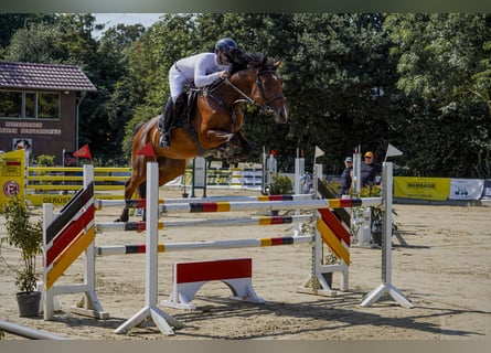Westphalian, Mare, 6 years, 17 hh, Brown