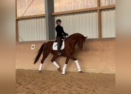 Westphalian, Mare, 6 years, 17 hh, Chestnut-Red