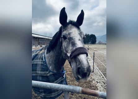 Westphalian, Mare, 6 years, 17 hh, Gray