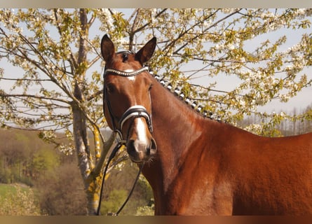 Westphalian, Mare, 6 years, Brown