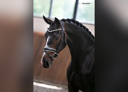 Westphalian, Mare, 7 years, 16.1 hh, Bay-Dark