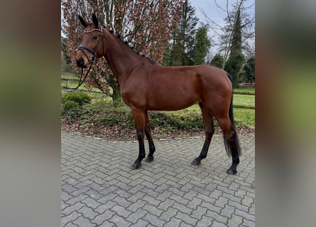 Westphalian, Mare, 7 years, 16,1 hh, Brown