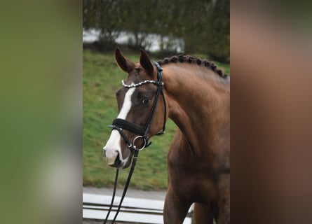 Westphalian, Mare, 7 years, 16.2 hh, Chestnut