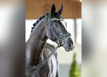 Westphalian, Mare, 7 years, 16,2 hh, Smoky-Black