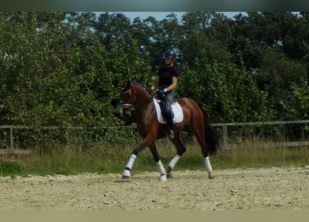 Westphalian, Mare, 7 years, 16,3 hh, Brown