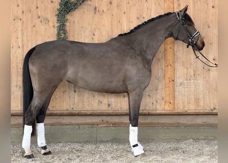 Westphalian, Mare, 7 years, 16 hh, Bay-Dark