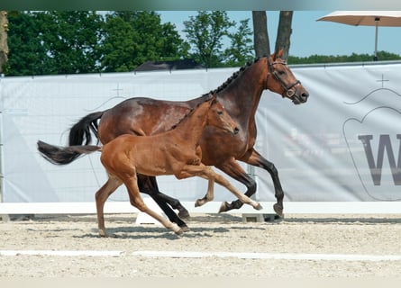 Westphalian, Mare, 7 years, 16 hh, Brown