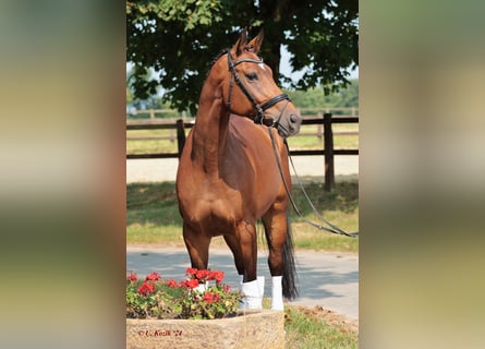 Westphalian, Mare, 7 years, 16 hh, Brown