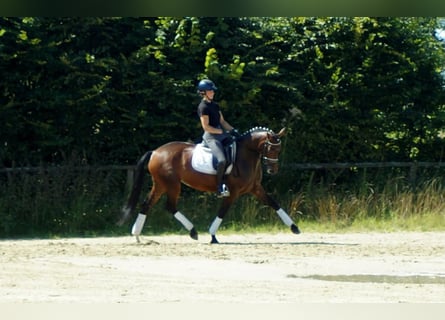 Westphalian, Mare, 7 years, 16 hh, Brown