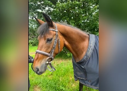 Westphalian, Mare, 7 years, 16 hh, Brown