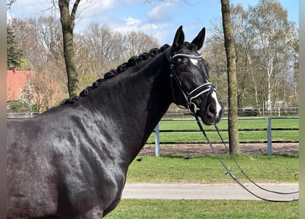 Westphalian, Mare, 7 years, 16,1 hh, Black