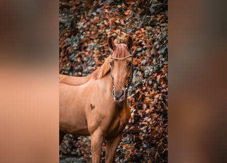 Westphalian, Mare, 7 years, 16,1 hh, Chestnut-Red