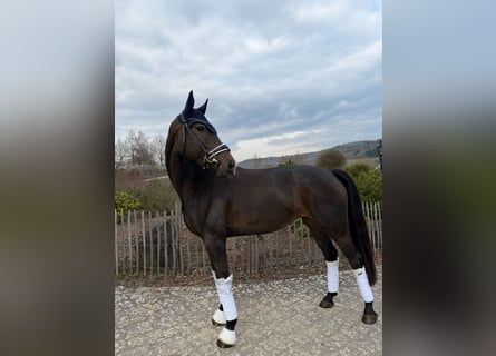 Westphalian, Mare, 7 years, 16,1 hh, Smoky-Black
