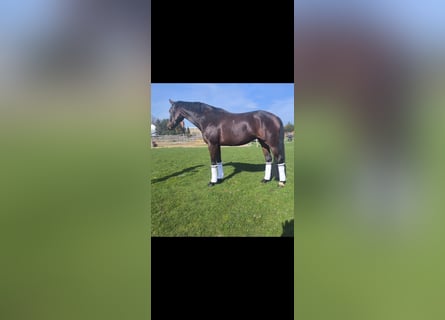Westphalian, Mare, 7 years, 16,2 hh, Brown