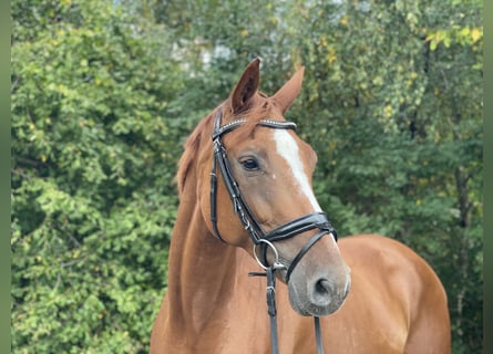 Westphalian, Mare, 7 years, 16,2 hh, Chestnut-Red