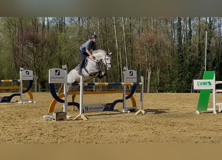 Westphalian, Mare, 7 years, 17.1 hh, Grey