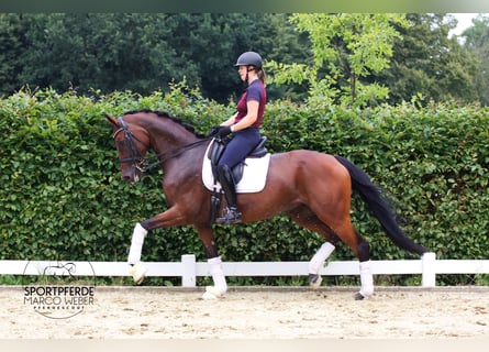 Westphalian, Mare, 7 years, 17 hh, Brown