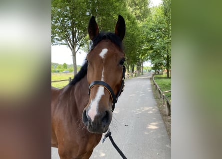 Westphalian, Mare, 7 years, 17 hh, Brown