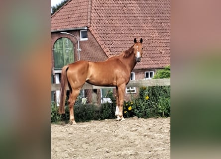 Westphalian, Mare, 7 years, 17 hh, Chestnut-Red