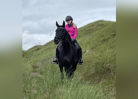 Westphalian, Mare, 8 years, 15,2 hh, Black