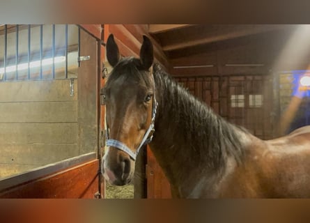 Westphalian, Mare, 8 years, 15,1 hh, Bay