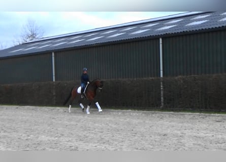 Westphalian, Mare, 8 years, 16,1 hh, Brown