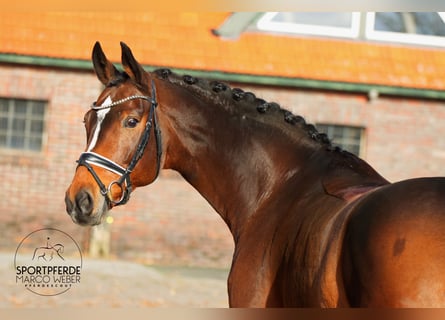 Westphalian, Mare, 8 years, 16.1 hh, Brown
