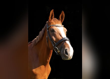 Westphalian, Mare, 8 years, 16,1 hh, Chestnut-Red