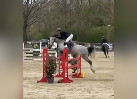 Westphalian, Mare, 8 years, 16.1 hh, Grey