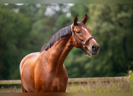 Westphalian, Mare, 8 years, 16.2 hh, Bay