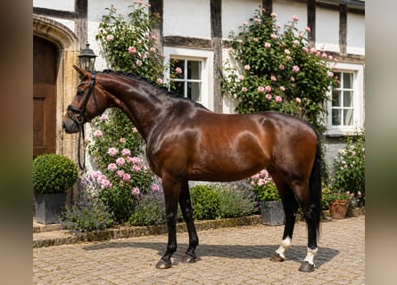 Westphalian, Mare, 8 years, 16.3 hh, Bay-Dark