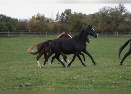 Westphalian, Mare, 8 years, 16 hh, Black