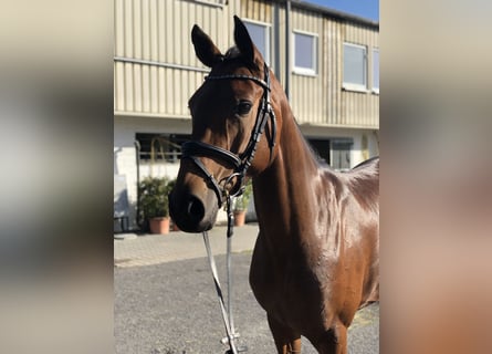 Westphalian, Mare, 8 years, 16 hh, Brown