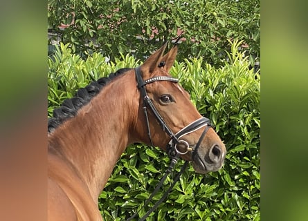 Westphalian, Mare, 8 years, 16 hh, Brown