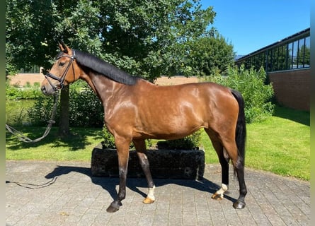 Westphalian, Mare, 8 years, 16 hh, Brown