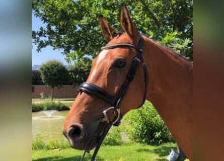 Westphalian, Mare, 8 years, 16 hh, Brown