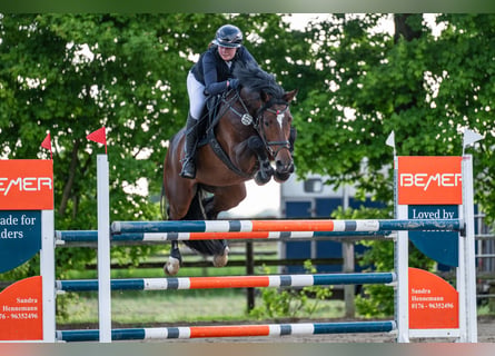 Westphalian, Mare, 8 years, 16 hh, Brown