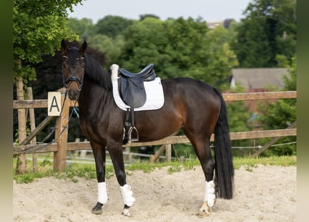 Westphalian, Mare, 8 years, 16,1 hh, Bay-Dark