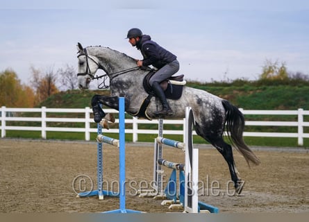 Westphalian, Mare, 8 years, 16,2 hh, Grey