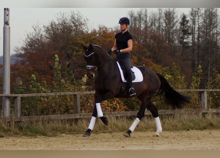 Westphalian, Mare, 8 years, 17 hh, Bay-Dark