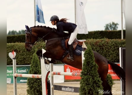 Westphalian, Mare, 8 years, 17 hh, Brown