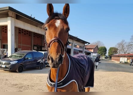 Westphalian, Mare, 9 years, 16.1 hh, Brown