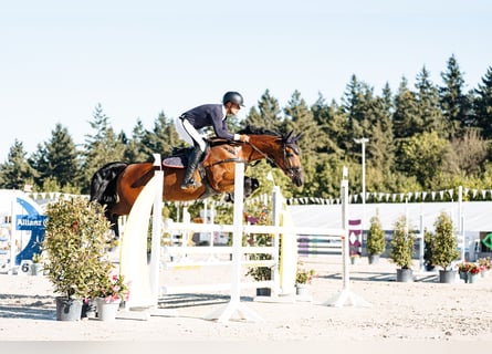 Westphalian, Mare, 9 years, 16,1 hh, Brown