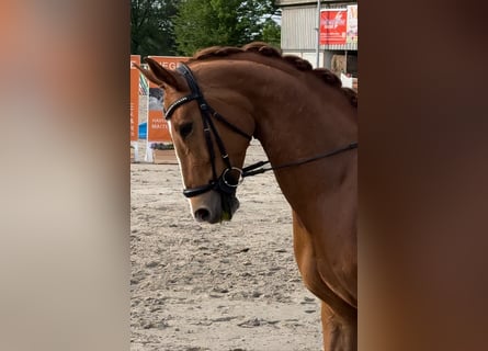 Westphalian, Mare, 9 years, 16,1 hh, Chestnut-Red