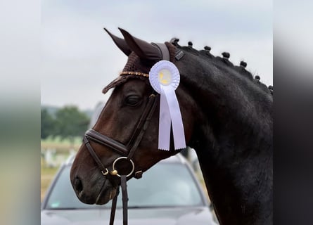 Westphalian, Mare, 9 years, 16.2 hh, Bay-Dark
